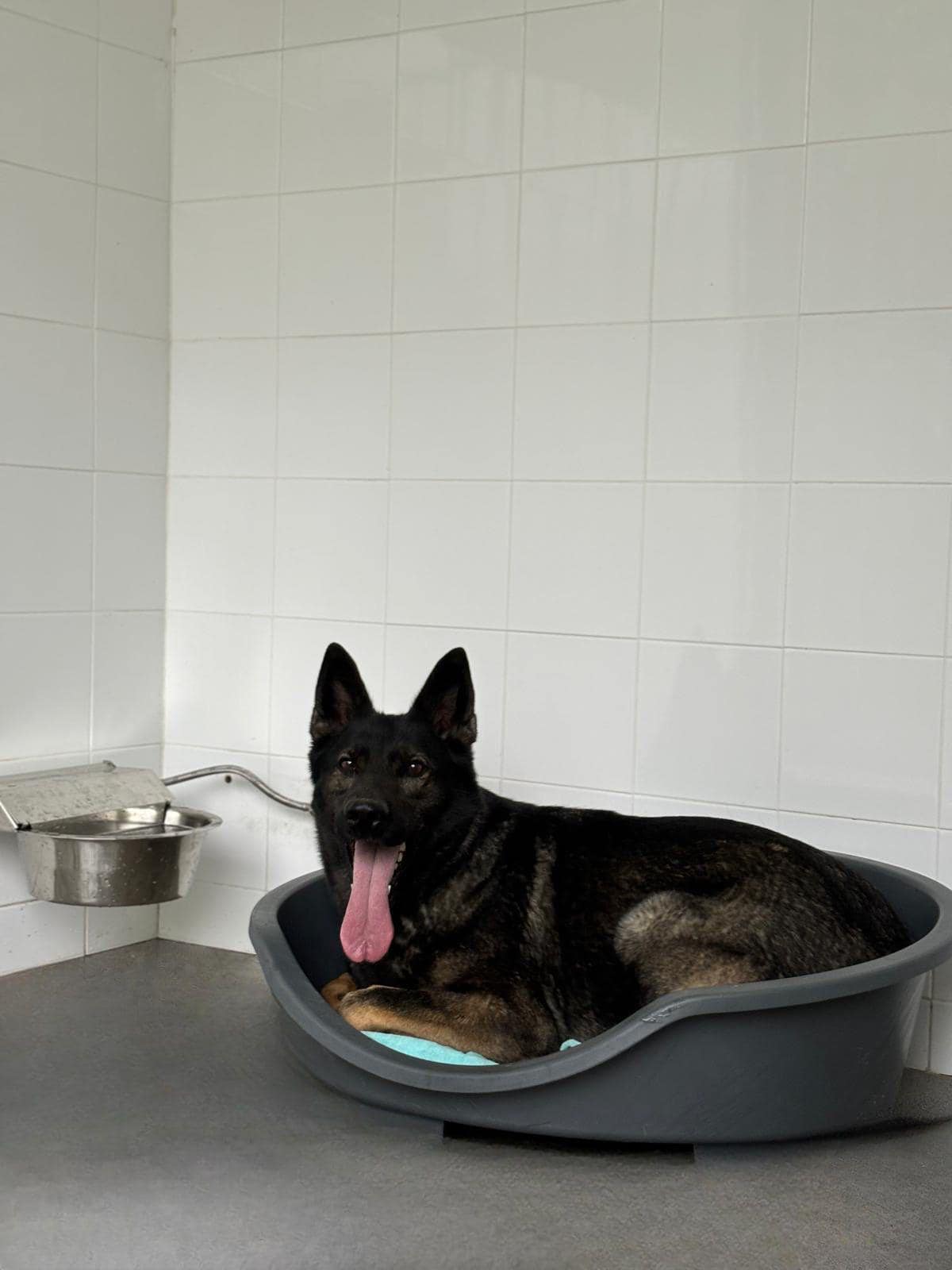 Atividades na creche canina